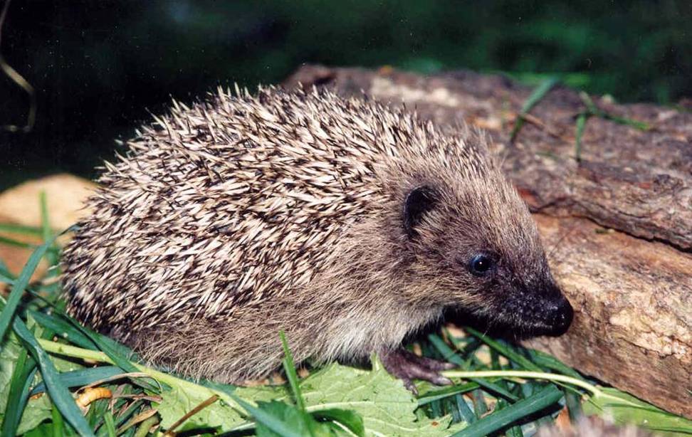 Jersey Hedgehog Group