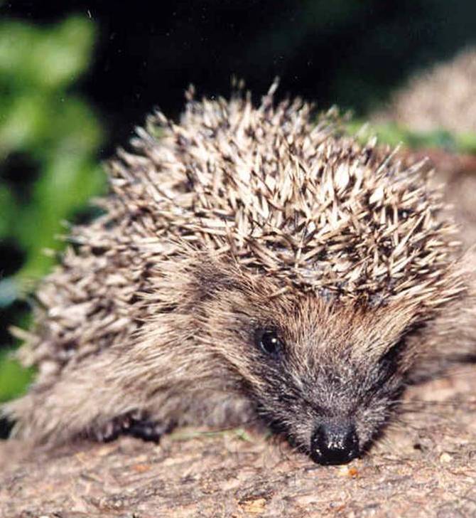 Jersey Hedgehog Group