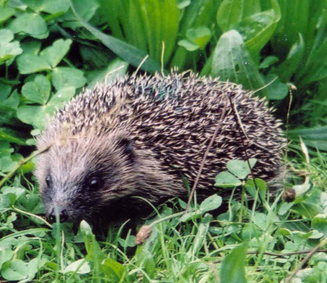 Jersey Hedgehog Group
