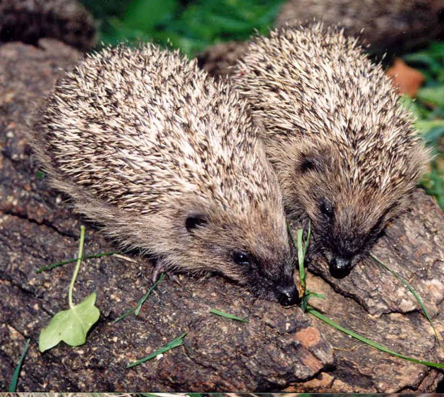 Jersey Hedgehog Group