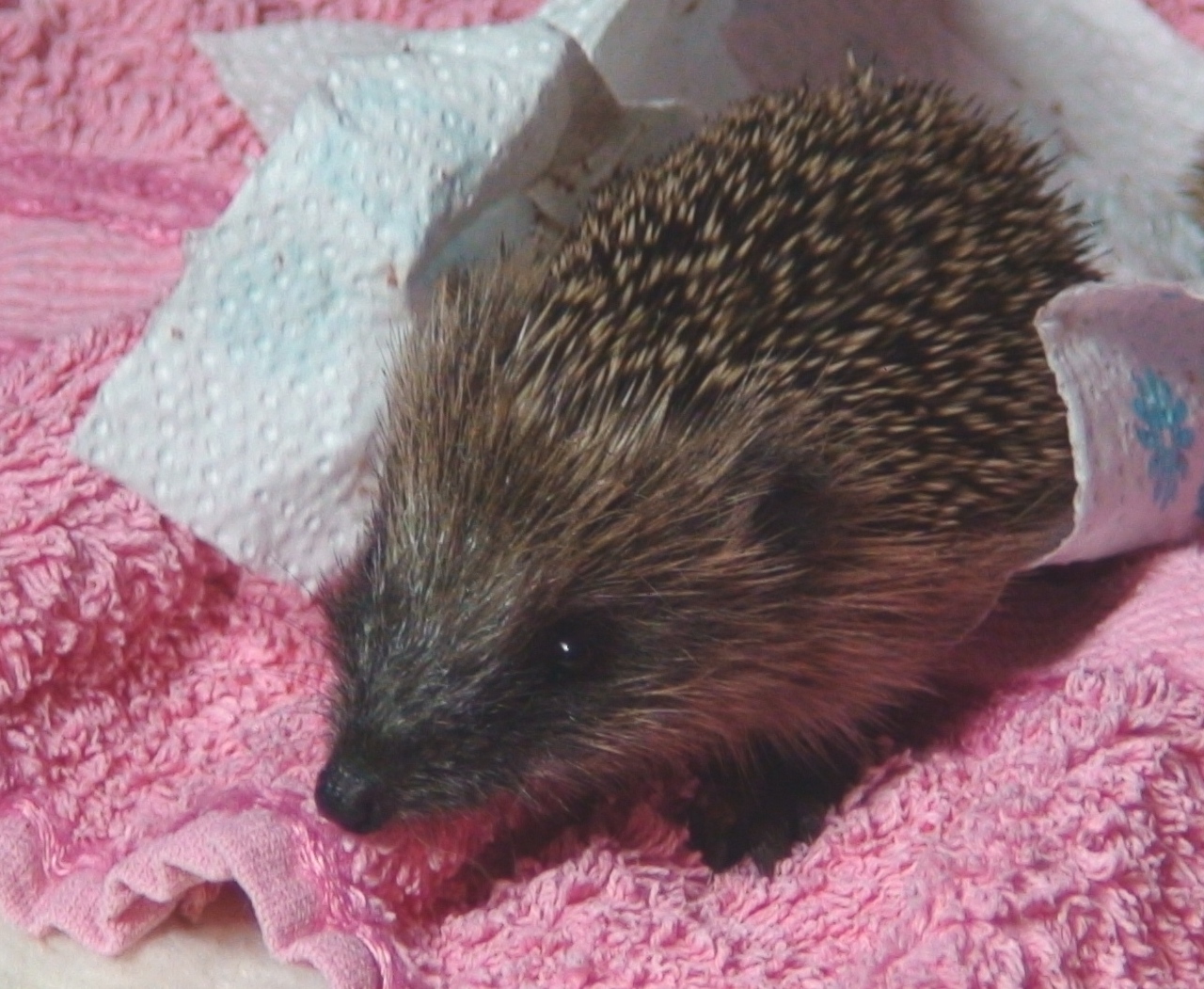 Jersey Hedgehog Group
